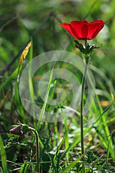 Spring blooming of a single red anemone in the forest