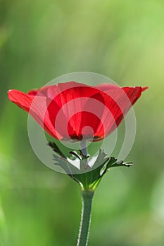 Spring blooming of a single red anemone in the forest