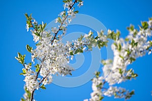 Spring Blooming. Spring blossom background. Beautiful nature scene with blooming tree and sun flare. Abstract blurred background.