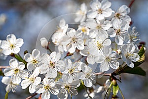 Spring Blooming. Spring blossom background. Beautiful nature scene with blooming tree and sun flare. Abstract blurred background.