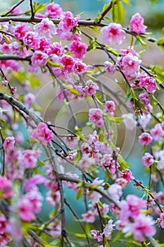 Spring blooming tree