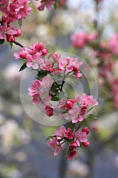 Spring blooming tree background