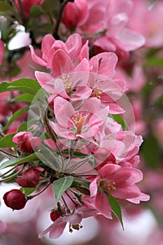 Spring blooming tree background