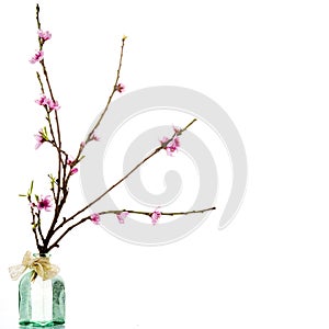 Spring, blooming tree branch isolated