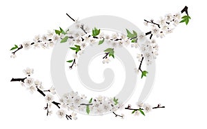 Spring blooming tree branches with white flowers