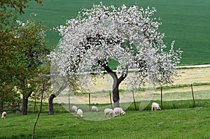 Spring blooming tree and  grazing sheeps, Slovakia