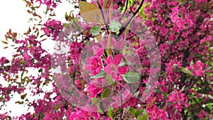 Spring blooming tree, pink flowers tremble in the wind vertical shot