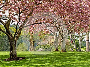 Spring blooming trees