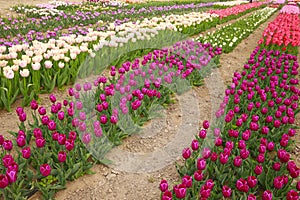 Spring blooming tulip field. Flowers tulips, Spring floral background