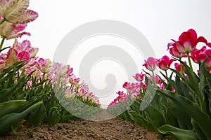 Spring blooming tulip field. Flowers tulips, Spring floral background