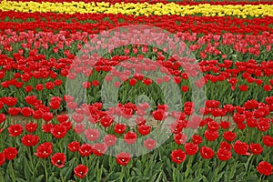 Spring blooming tulip field. Flowers tulips, Spring floral background