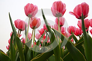 Spring blooming tulip field. Flowers tulips, Spring floral background