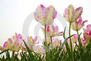 Spring blooming tulip field. Flowers tulips, Spring floral background