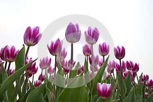 Spring blooming tulip field. Flowers tulips, Spring floral background