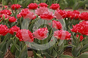 Spring blooming tulip field. Flowers tulips, Spring floral background