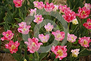 Spring blooming tulip field. Flowers tulips, Spring floral background