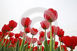 Spring blooming tulip field. Flowers tulips, Spring floral background