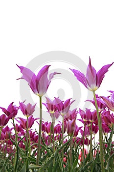 Spring blooming tulip field. Flowers tulips, Spring floral background