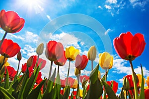 Spring blooming tulip field. Spring floral tulip background. photo