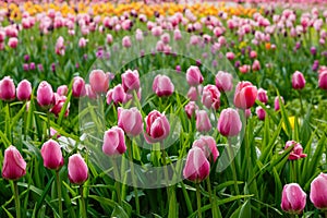 Spring blooming tulip flowers blossom scene