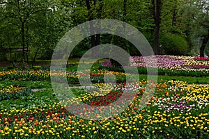 Spring blooming tulip flowers blossom scene