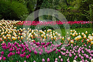 Spring blooming tulip flowers blossom scene