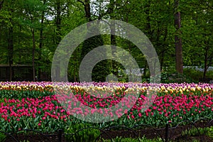 Spring blooming tulip flowers blossom scene