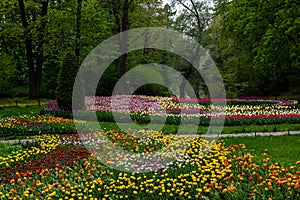 Spring blooming tulip flowers blossom scene