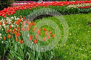 Spring blooming tulip flowers blossom scene