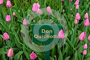Spring blooming tulip flowrs blossom scene.Pink flower of tulip sort Don quichotte. photo