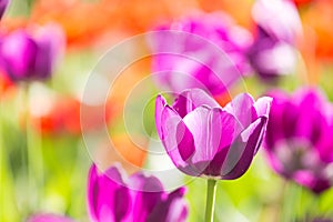 Spring blooming tulips under sun