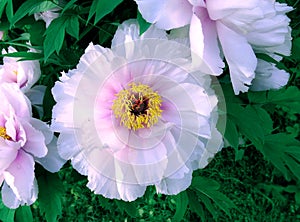 Spring blooming white peony flowers in Moscow