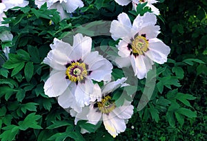 Spring blooming white peony flowers in Moscow