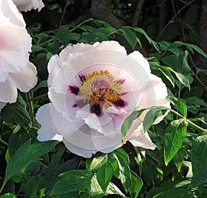 Spring blooming white peony flowers in Moscow