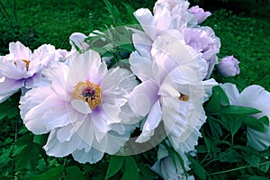 Spring blooming white peony flowers in Moscow