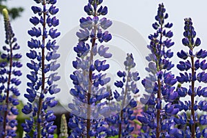Spring blooming wild lupine flowers in a Northern field background photo