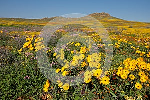 Spring blooming wildflowers, Namaqualand, Northern Cape, South Africa