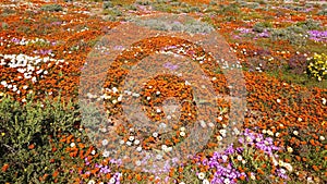 Spring blooming wildflowers, Namaqualand, Northern Cape, South Africa