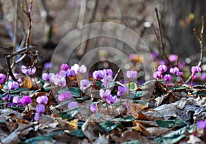 Spring blooms of pink cyclamens, Cyclamen hederifolium ivy-leaved cyclamen or sowbread in the forest photo