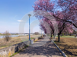 Spring blooms on the promenade in Bosanski Brod