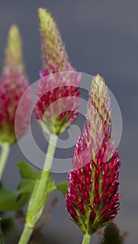 Spring blooms on red clover