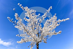 Spring bloosom cherry tree on blue sky background