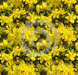 Spring blosom Seamless background with Mimosa flowers