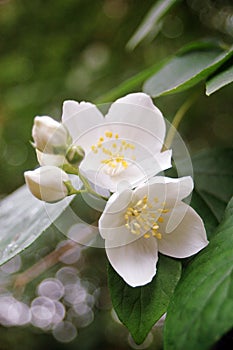 Spring blossom