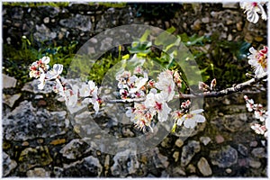 The spring blossom of the almond trees in village Abu Gosh , near Jerusalem, Israel