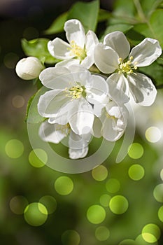 Spring blossom.Apple brunch.