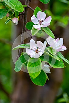 Spring blossom of apple fruit tree in orchard