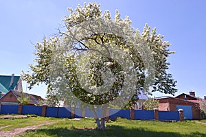 Spring blossom of apple tree