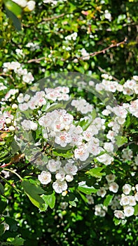 Spring blossom apple tree in fruit orchard