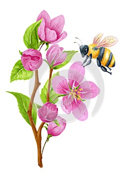 Spring blossom apple tree pink flowers and bee collects nectar. Watercolor clipart for greeting card or invitation